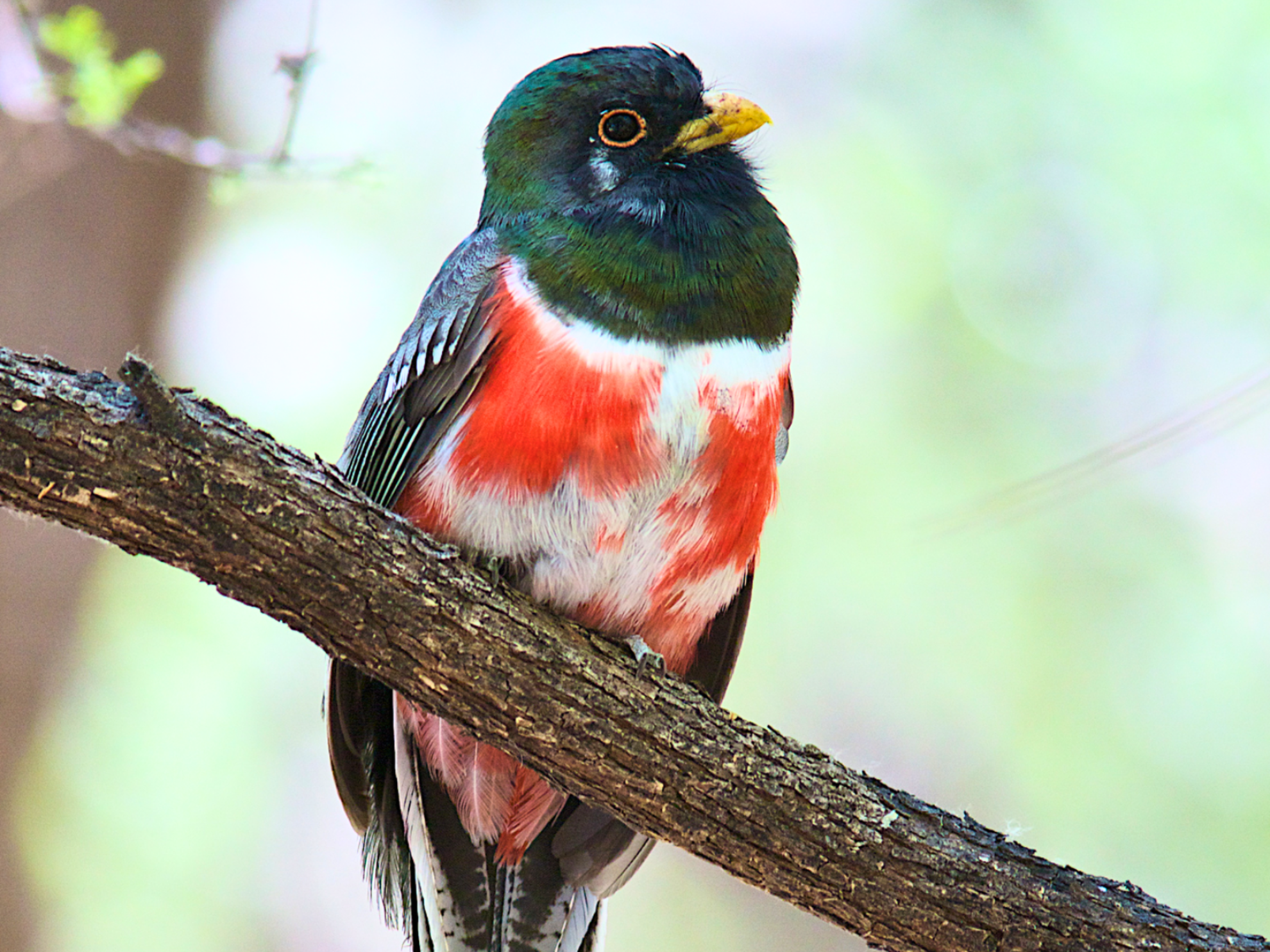 Picture of Desert Melodies: Intro to Birding and Hiking in Arizona Picture of Desert Melodies: Intro to Birding and Hiking in Arizona