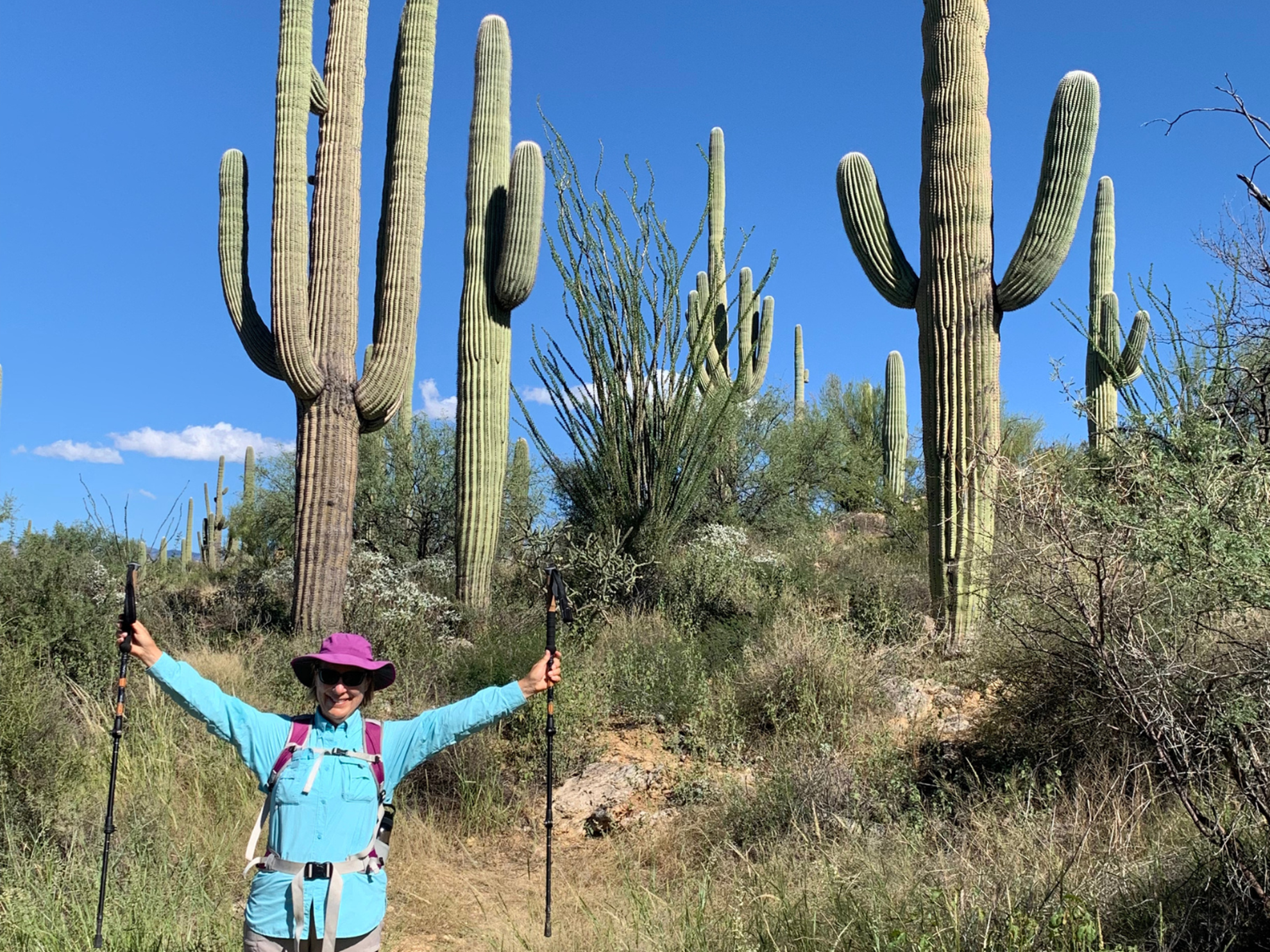 Picture of Desert Melodies: Intro to Birding and Hiking in Arizona Picture of Desert Melodies: Intro to Birding and Hiking in Arizona