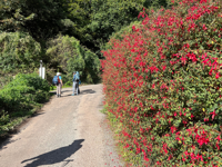 Picture of Cornwall's Coastal Charms: A Boutique Hiking Experience Picture of Cornwall's Coastal Charms: A Boutique Hiking Experience