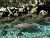 Picture of Paddling with Manatees
