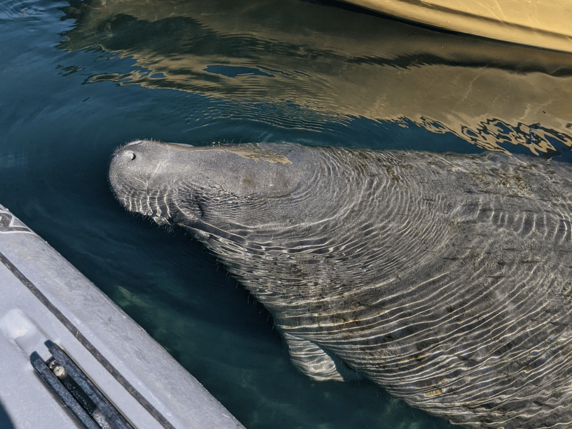 Picture of Paddling with Manatees