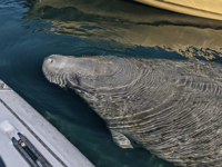 Picture of Paddling with Manatees