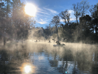 Picture of Paddling with Manatees