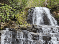 Picture of Wildflowers & Waterfalls: Exploring the Great Smokies Picture of Wildflowers & Waterfalls: Exploring the Great Smokies