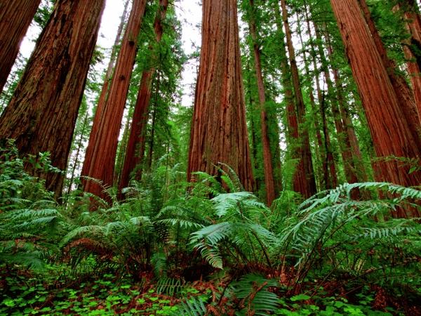 Wonder and Wellness in the Redwoods