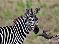 Picture of Tanzania Journey: Ngorongoro Highlands Trek and Great Migration Picture of Tanzania Journey: Ngorongoro Highlands Trek and Great Migration