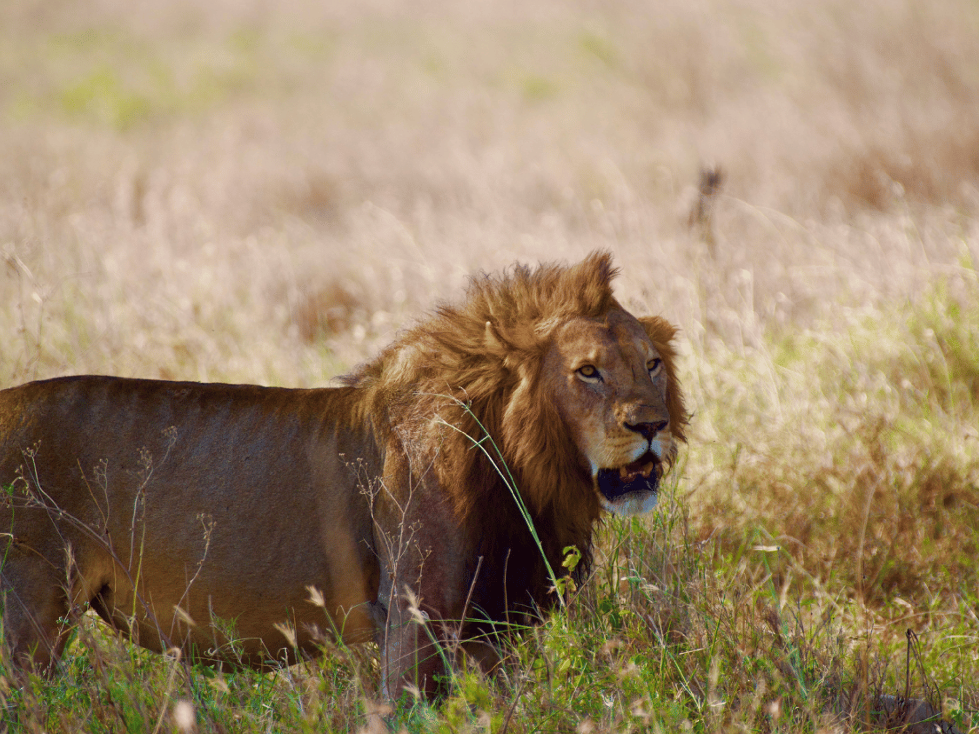 Picture of Tanzania Journey: Ngorongoro Highlands Trek and Great Migration Picture of Tanzania Journey: Ngorongoro Highlands Trek and Great Migration