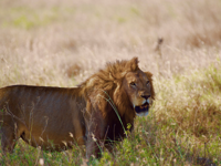 Picture of Tanzania Journey: Ngorongoro Highlands Trek and Great Migration Picture of Tanzania Journey: Ngorongoro Highlands Trek and Great Migration