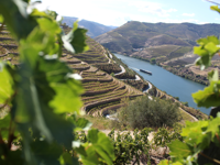 Picture of Portugal: Porto & the Douro Valley Picture of Portugal: Porto & the Douro Valley