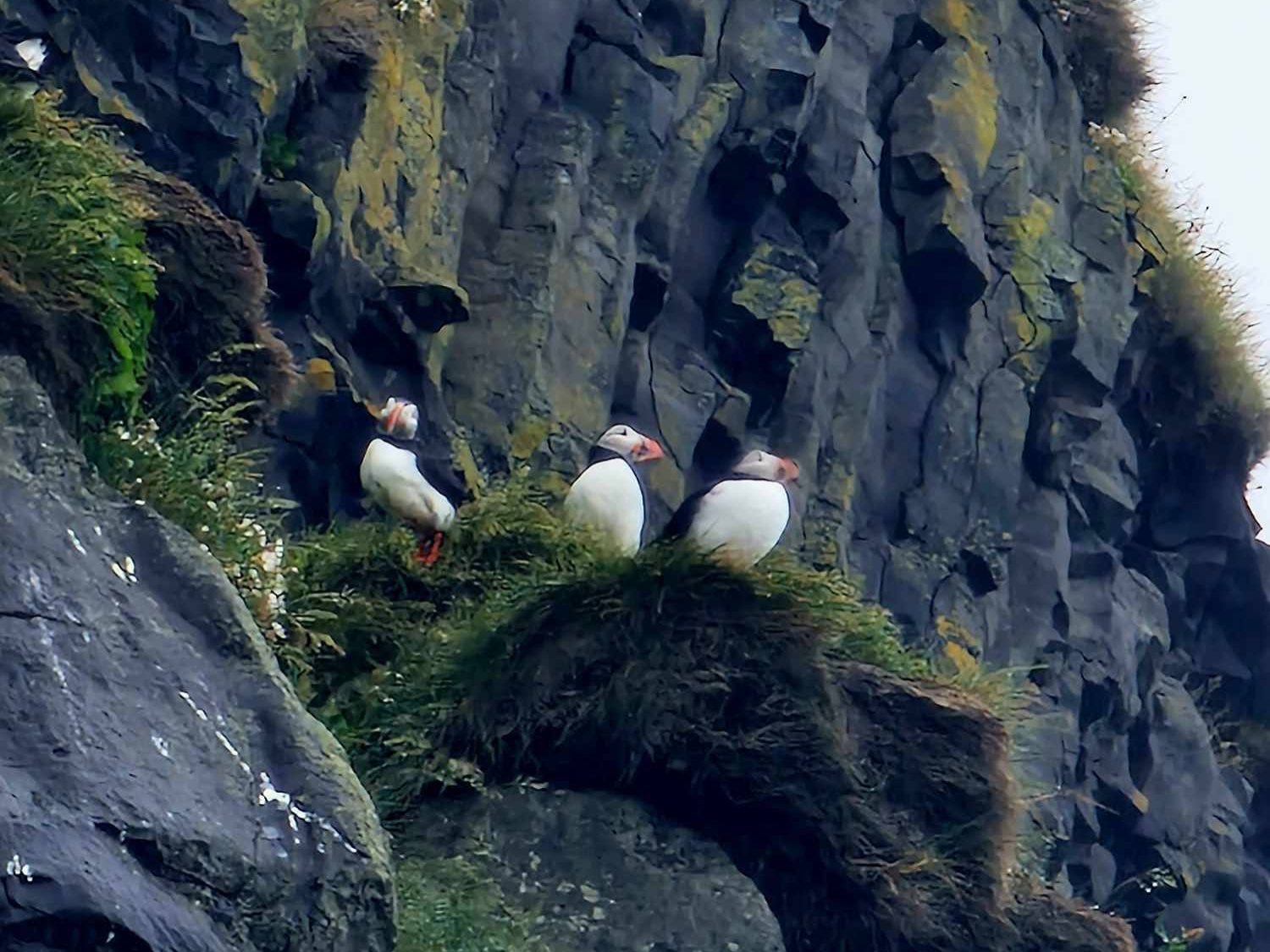 Picture of Iceland's Wild Wonders