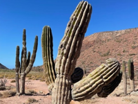 Picture of Baja & Beyond - Camping and Kayaking on the Sea of Cortez Picture of Baja & Beyond - Camping and Kayaking on the Sea of Cortez