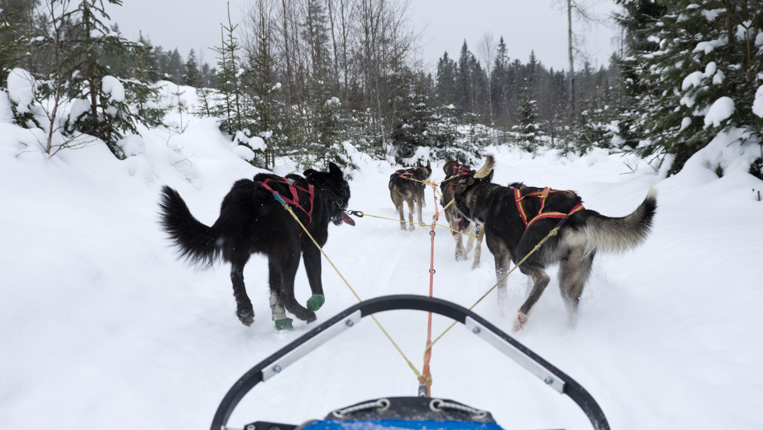 Dog Sledding and Winter Fun