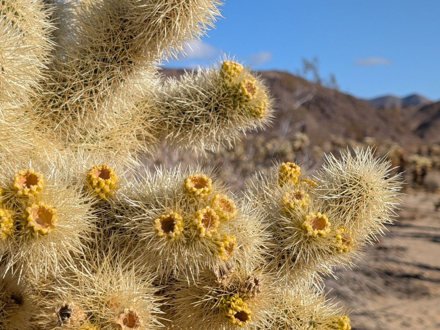 Picture of Desert Oasis Adventure: From Death Valley to Joshua Tree