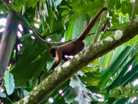 Picture of Ecuador's Amazon Jungle Adventure Picture of Ecuador's Amazon Jungle Adventure