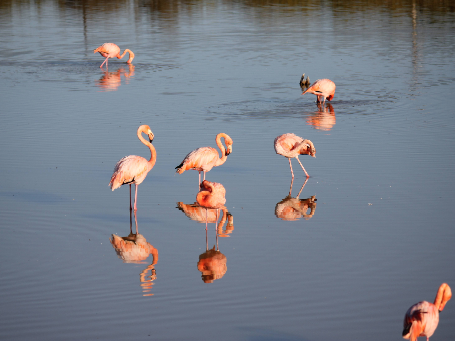 Picture of Explore the Galapagos Islands by Land