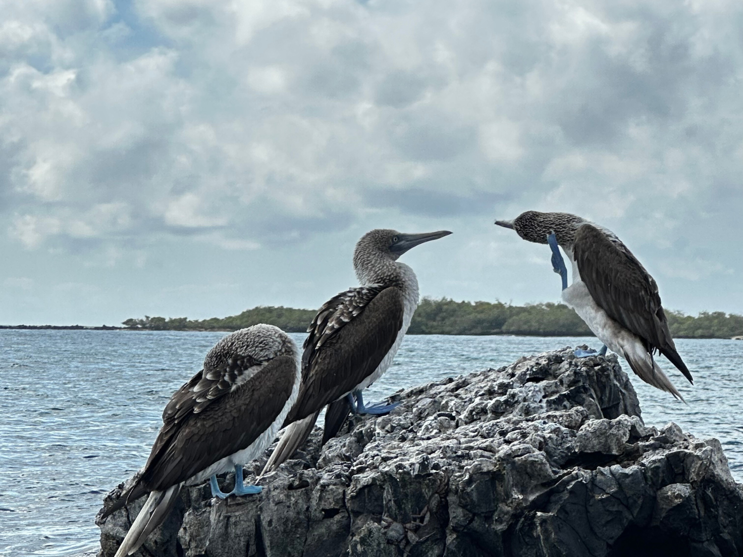 Picture of Explore the Galapagos Islands by Land