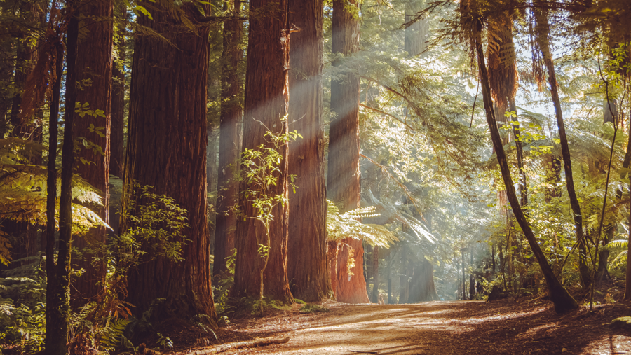 Wonder and Wellness in the Redwoods