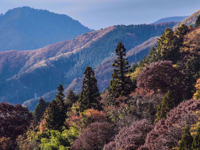 Picture of Japan's Culture and Countryside Picture of Japan's Culture and Countryside