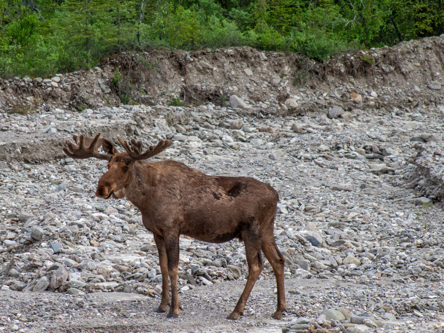 Picture of Alaska: From Anchorage to Fairbanks