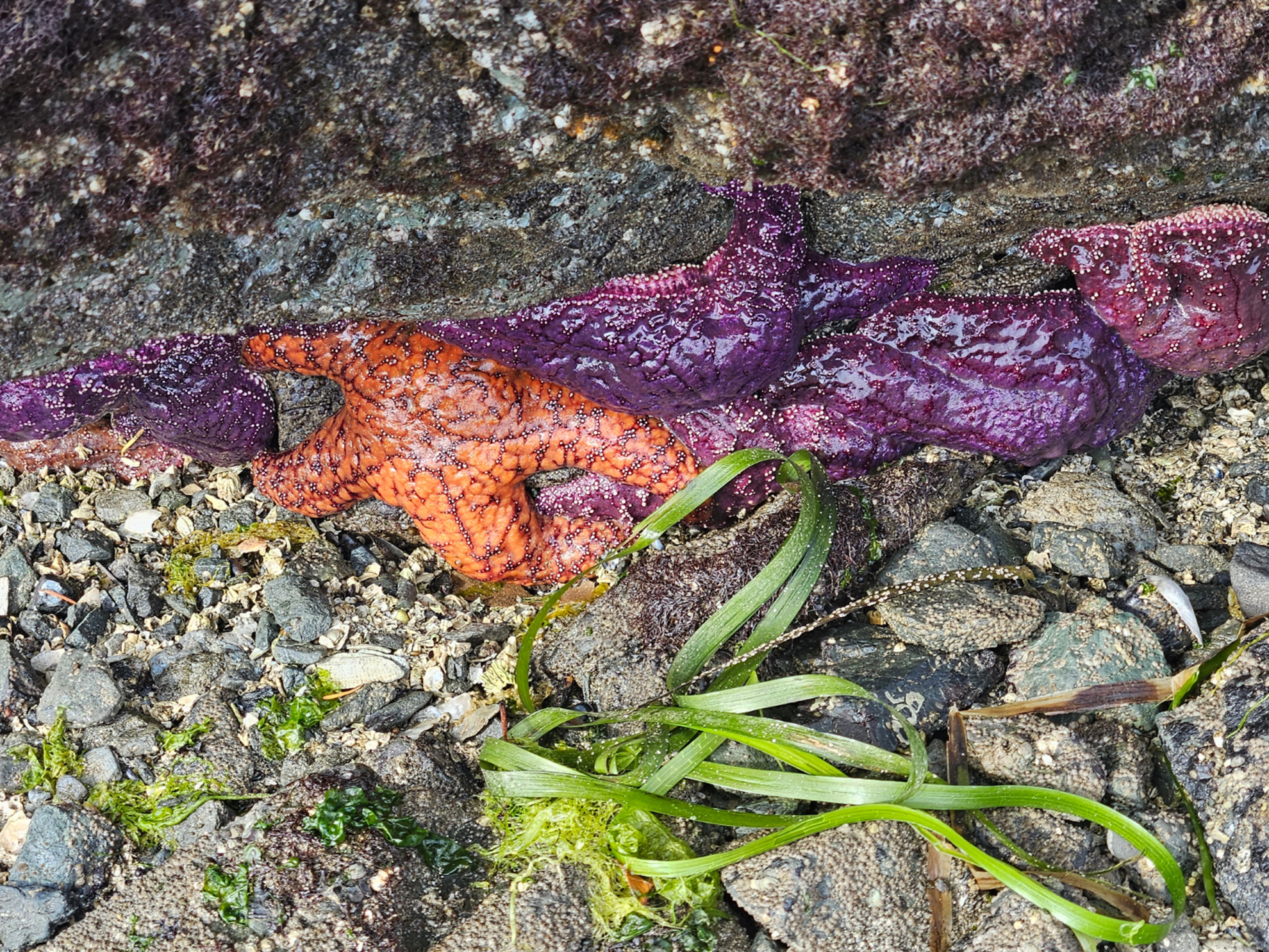 Picture of PNW Escape: The San Juan Islands & Olympic National Park