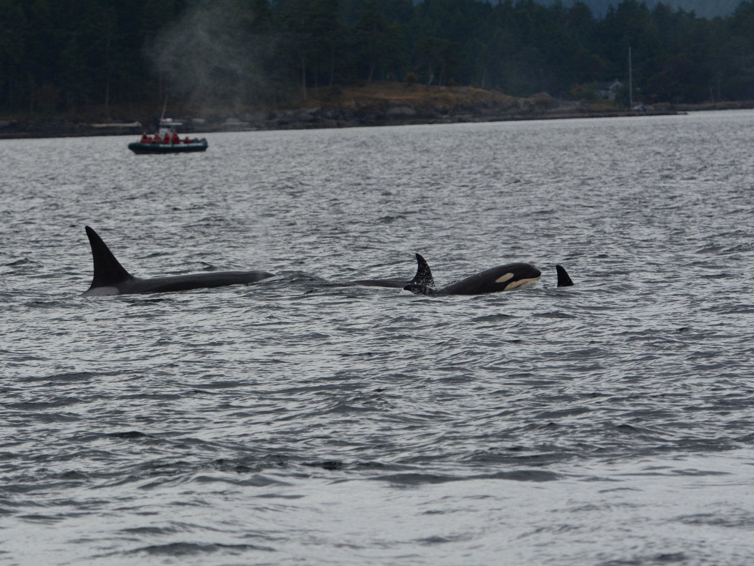 Picture of PNW Escape: The San Juan Islands & Olympic National Park
