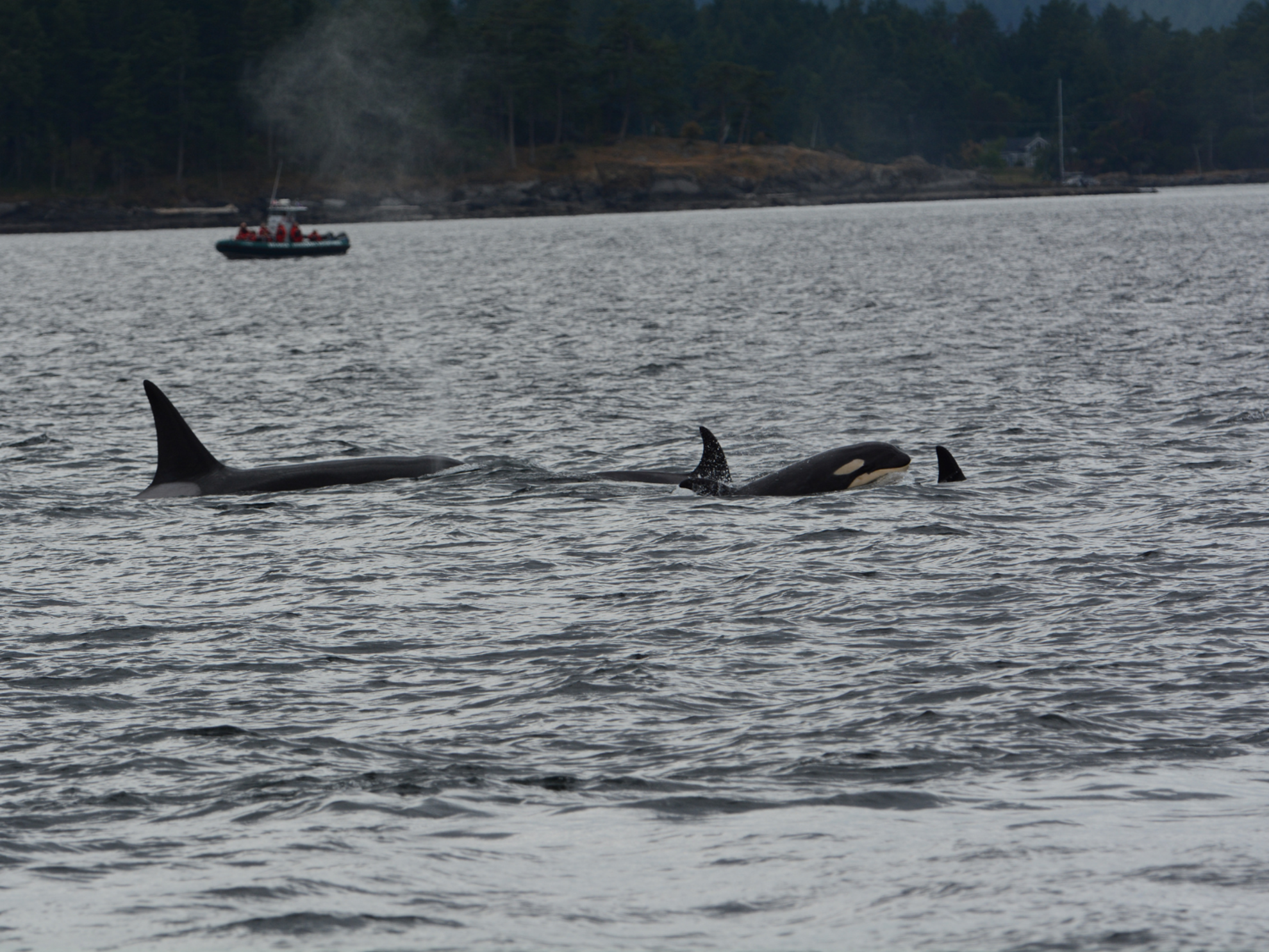 Picture of PNW Escape: The San Juan Islands & Olympic National Park