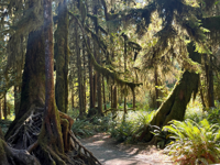 Picture of PNW Escape: The San Juan Islands & Olympic National Park