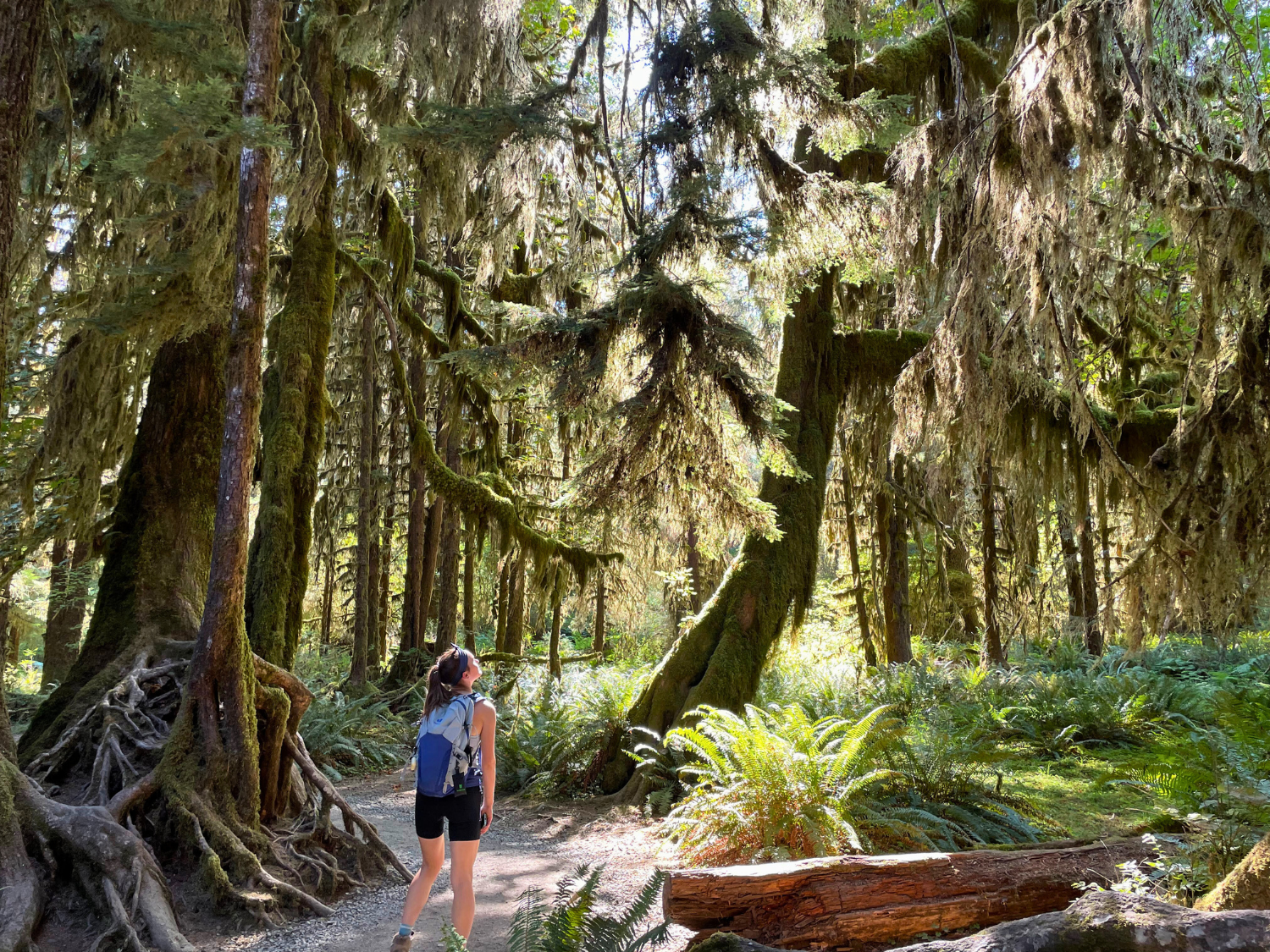 Picture of PNW Escape: The San Juan Islands & Olympic National Park