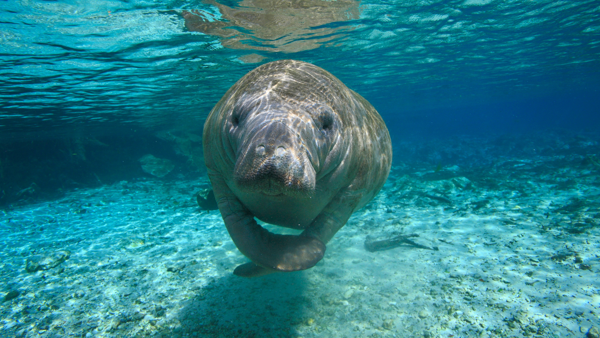 Paddling with Manatees