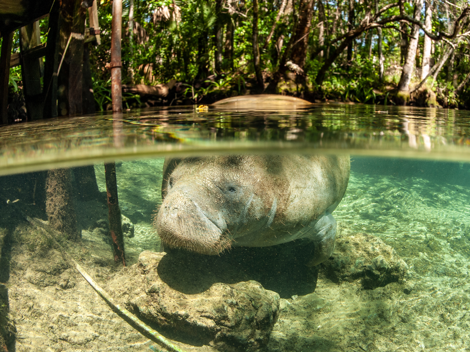 Picture of Paddling with Manatees