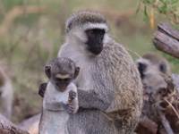 Picture of Tanzania Journey: Ngorongoro Highlands Trek and Wildlife Safari Picture of Tanzania Journey: Ngorongoro Highlands Trek and Wildlife Safari