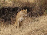 Picture of Tanzania Journey: Ngorongoro Highlands Trek and Wildlife Safari Picture of Tanzania Journey: Ngorongoro Highlands Trek and Wildlife Safari