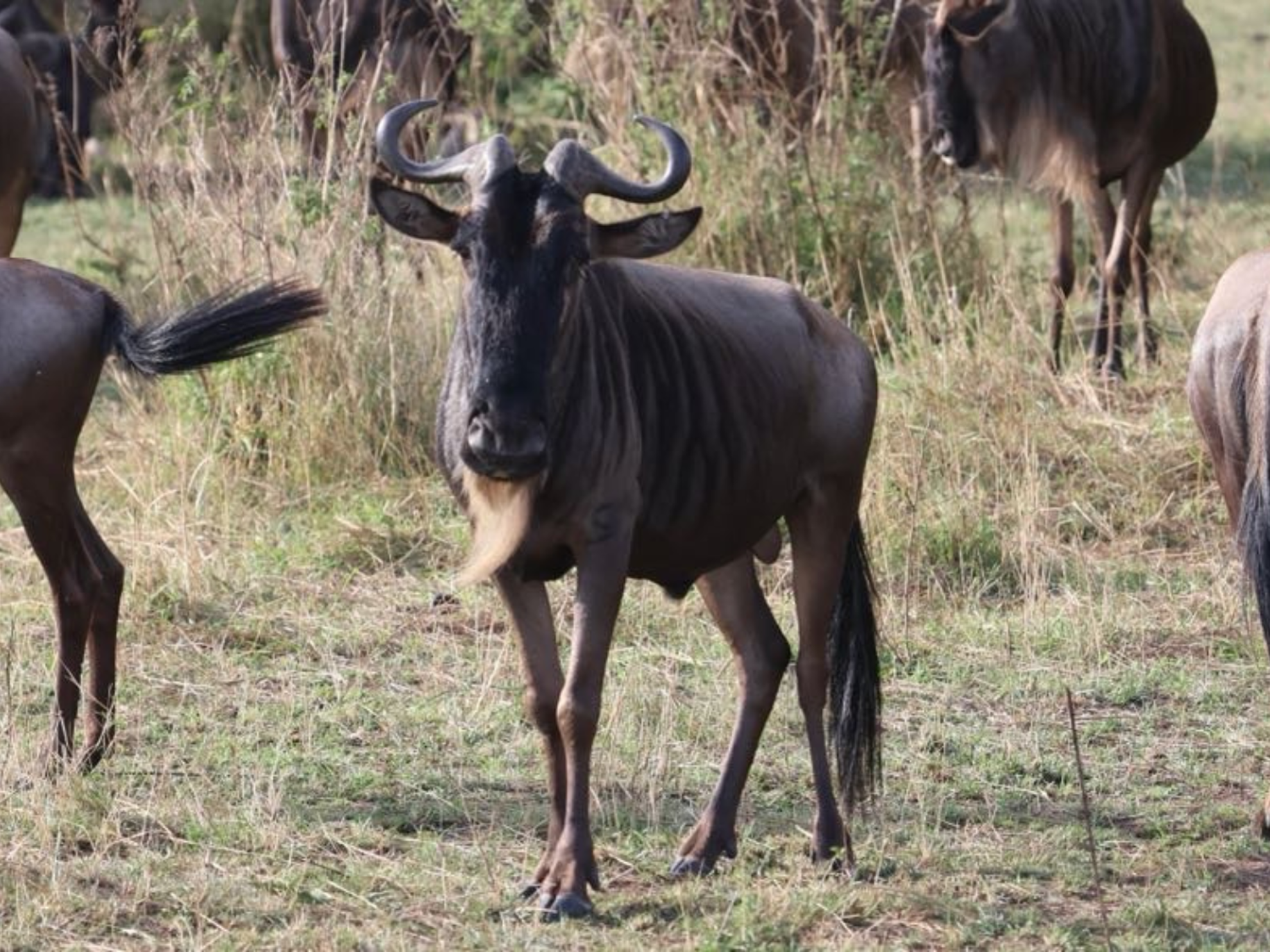 Picture of Tanzania Journey: Ngorongoro Highlands Trek and Wildlife Safari Picture of Tanzania Journey: Ngorongoro Highlands Trek and Wildlife Safari