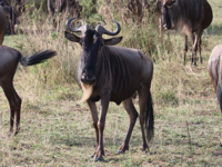 Picture of Tanzania Journey: Ngorongoro Highlands Trek and Wildlife Safari Picture of Tanzania Journey: Ngorongoro Highlands Trek and Wildlife Safari