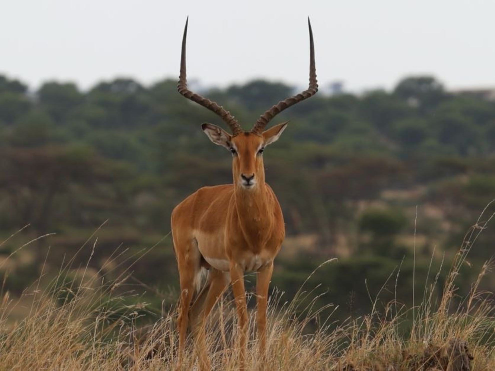Picture of Tanzania Journey: Ngorongoro Highlands Trek and Wildlife Safari Picture of Tanzania Journey: Ngorongoro Highlands Trek and Wildlife Safari