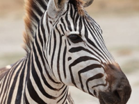 Picture of Tanzania Journey: Ngorongoro Highlands Trek and Wildlife Safari Picture of Tanzania Journey: Ngorongoro Highlands Trek and Wildlife Safari