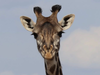 Picture of Tanzania Journey: Ngorongoro Highlands Trek and Wildlife Safari Picture of Tanzania Journey: Ngorongoro Highlands Trek and Wildlife Safari