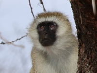 Picture of Tanzania Journey: Ngorongoro Highlands Trek and Wildlife Safari Picture of Tanzania Journey: Ngorongoro Highlands Trek and Wildlife Safari