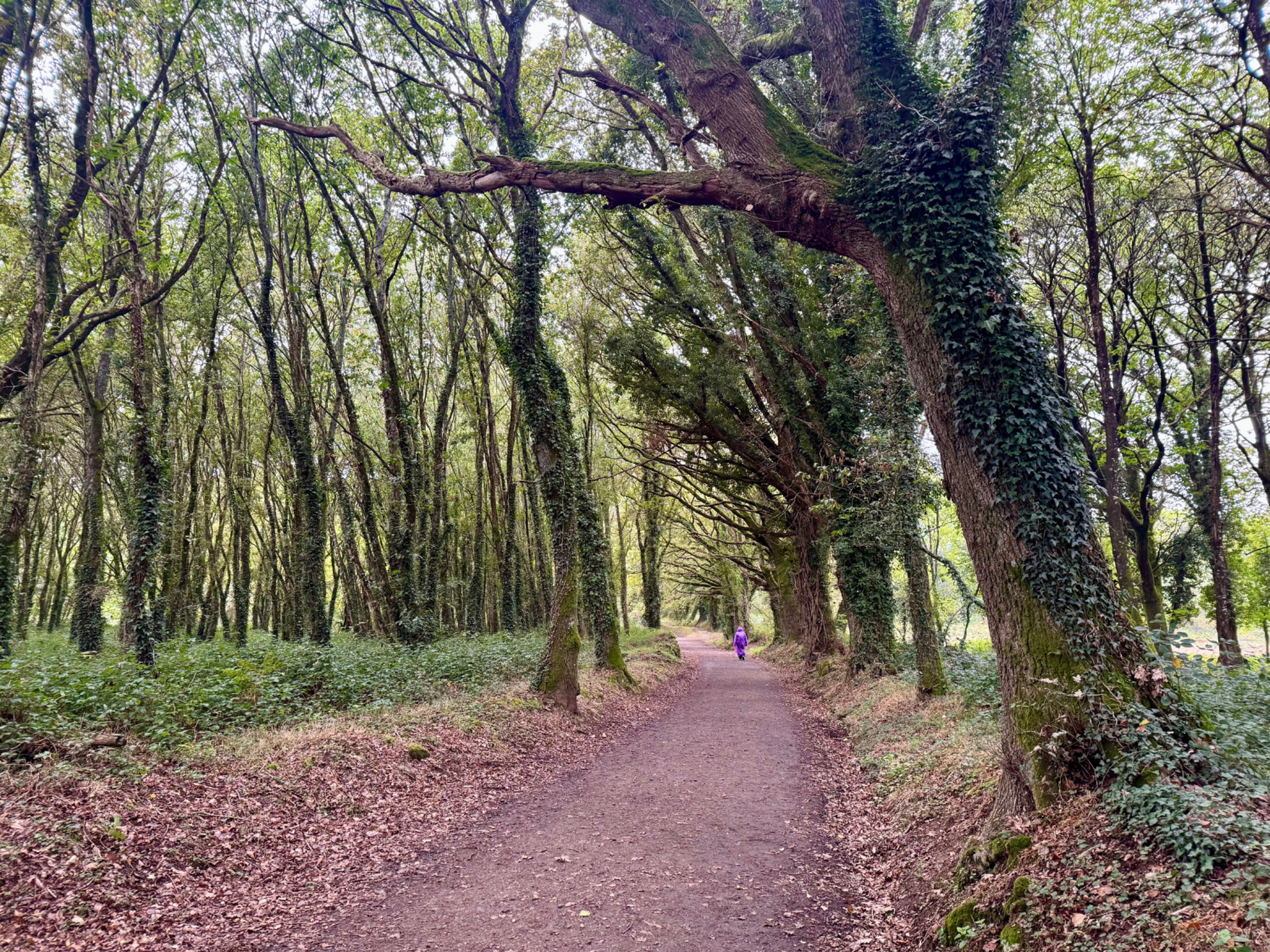 Picture of On the Camino de Santiago Picture of On the Camino de Santiago