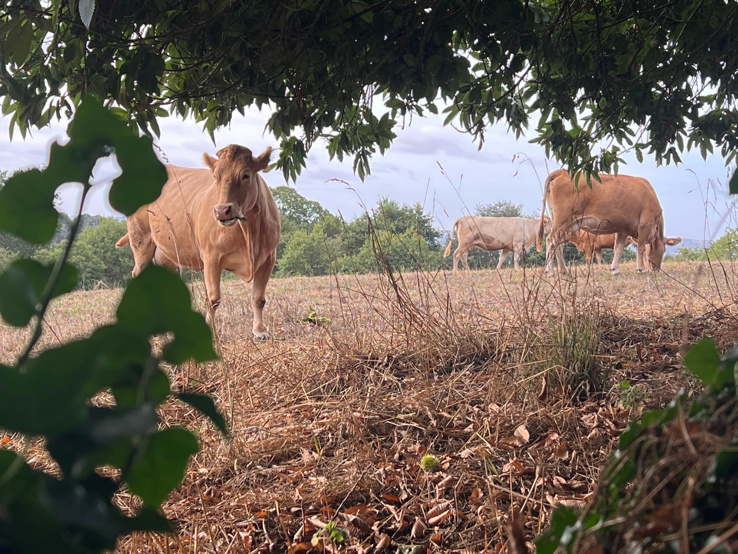 Picture of On the Camino de Santiago