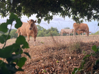 Picture of On the Camino de Santiago Picture of On the Camino de Santiago