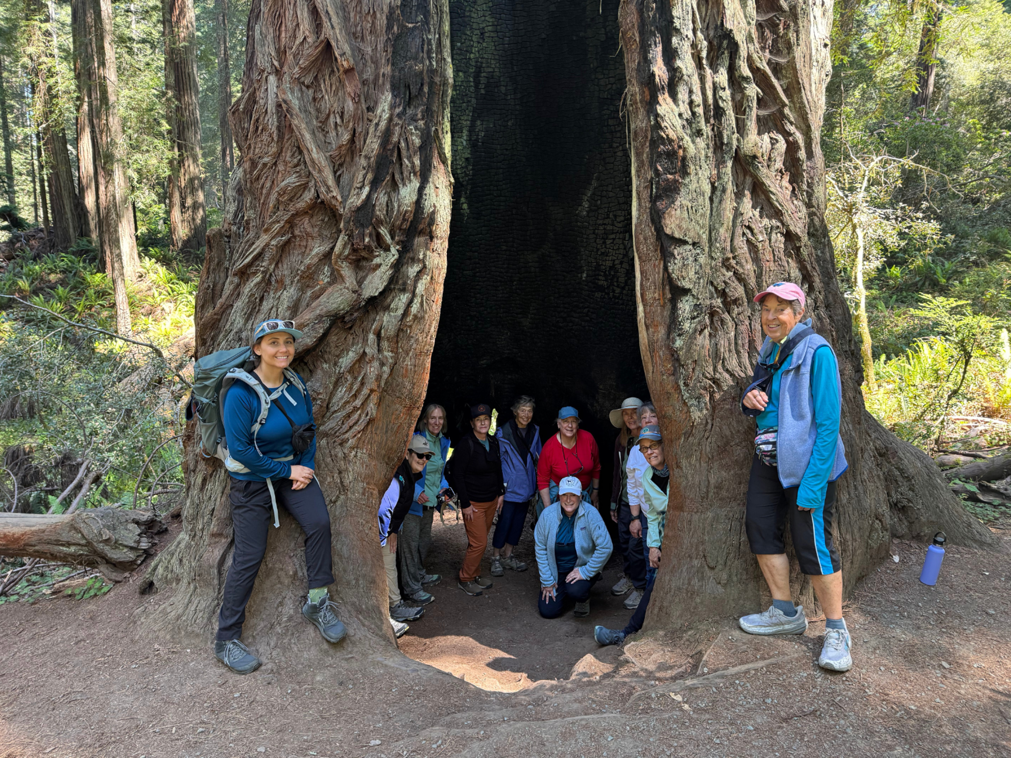 Picture of Wonder and Wellness in the Redwoods Picture of Wonder and Wellness in the Redwoods