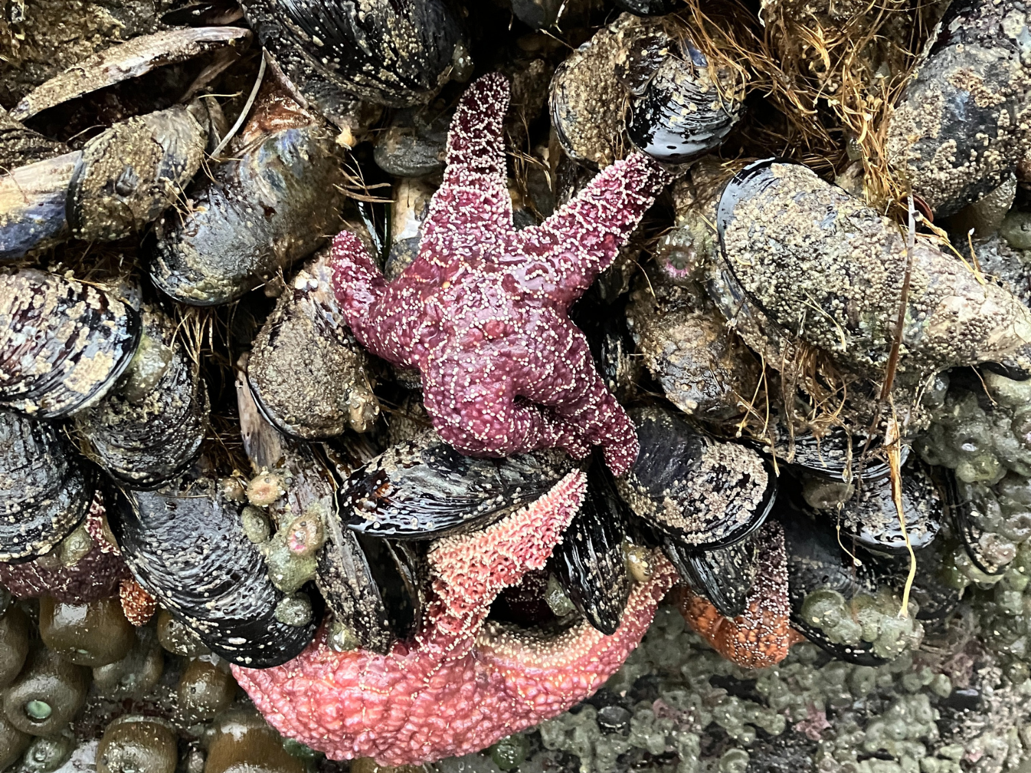 Picture of Wonder and Wellness in the Redwoods