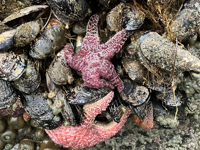 Picture of Wonder and Wellness in the Redwoods Picture of Wonder and Wellness in the Redwoods