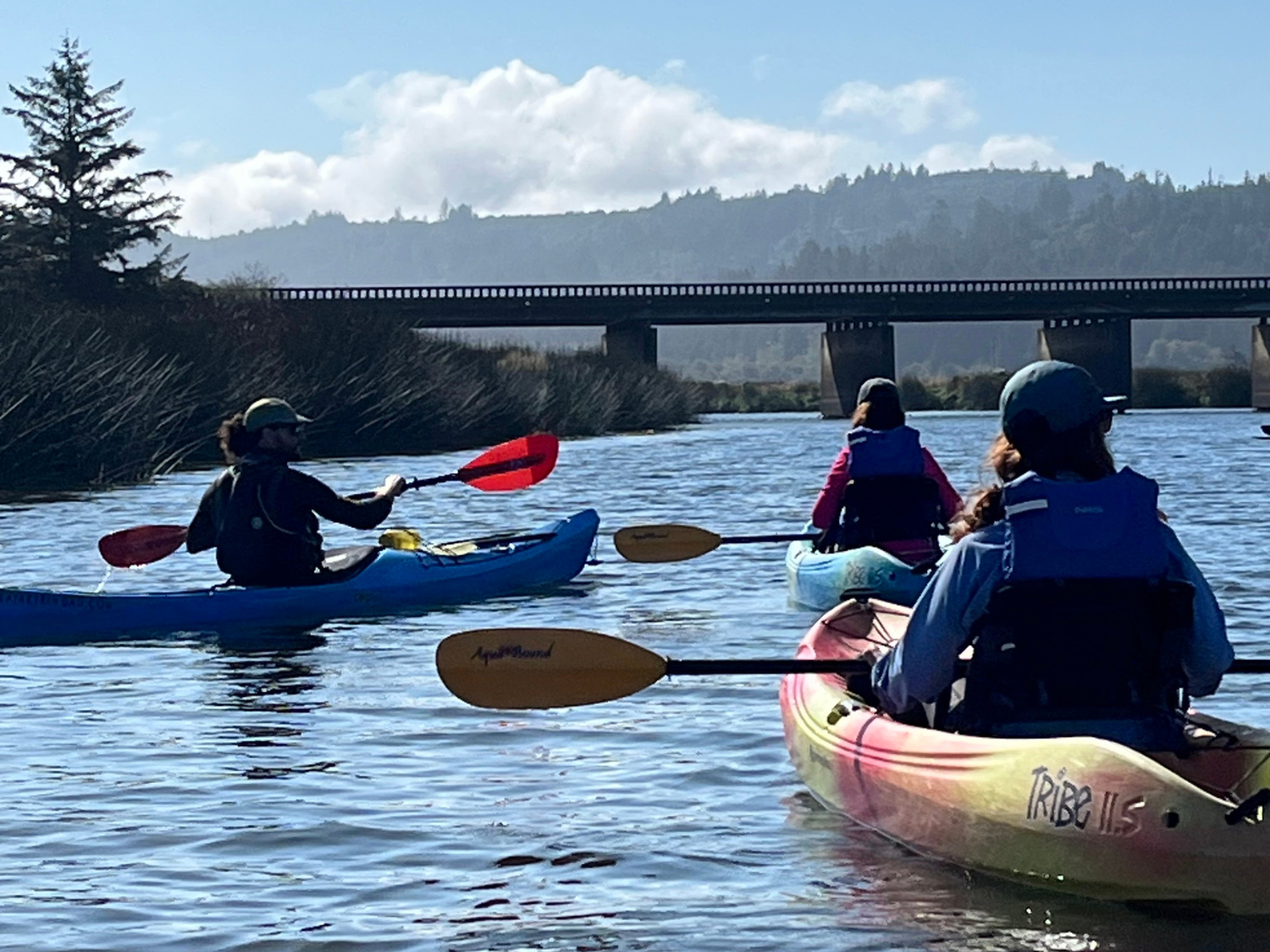 Picture of Wonder and Wellness in the Redwoods