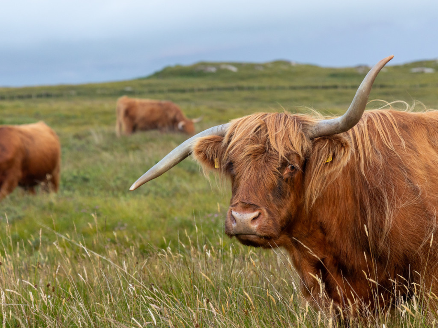 Picture of Exploring Scotland: Isles, Landscapes, and Lochs