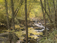 Picture of Fall in the Great Smokies