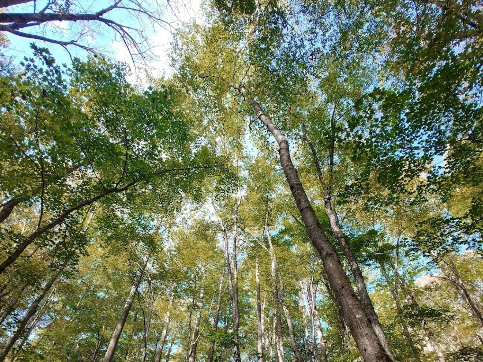 Picture of Fall in the Great Smokies
