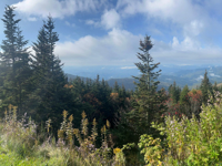 Picture of Fall in the Great Smokies