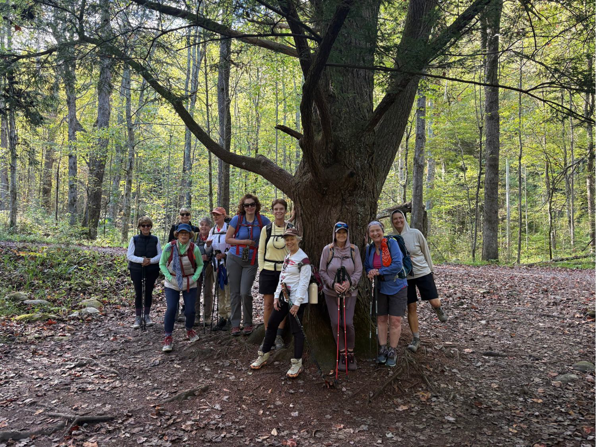 Picture of Fall in the Great Smokies